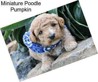 Miniature Poodle Pumpkin