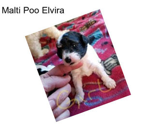 Malti Poo Elvira