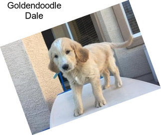 Goldendoodle Dale