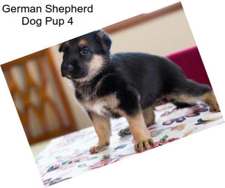 German Shepherd Dog Pup 4