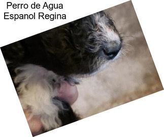 Perro de Agua Espanol Regina