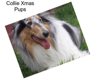 Collie Xmas Pups