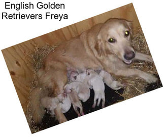 English Golden Retrievers Freya