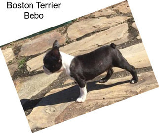 Boston Terrier Bebo