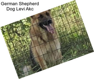 German Shepherd Dog Levi Akc