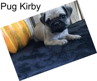 Pug Kirby