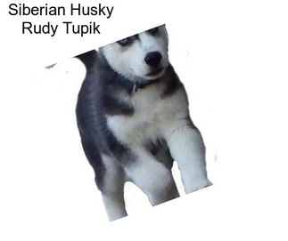 Siberian Husky Rudy Tupik