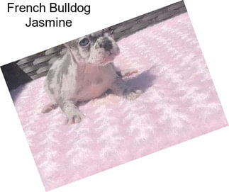 French Bulldog Jasmine