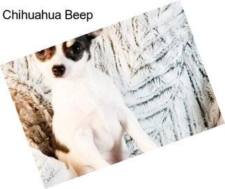 Chihuahua Beep