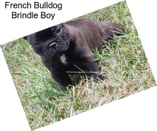 French Bulldog Brindle Boy