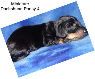 Miniature Dachshund Pansy 4