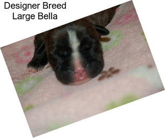 Designer Breed Large Bella
