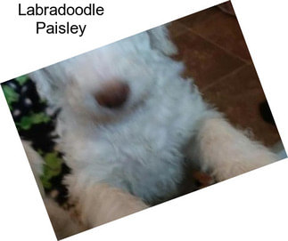 Labradoodle Paisley