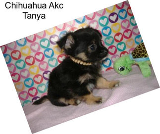 Chihuahua Akc Tanya