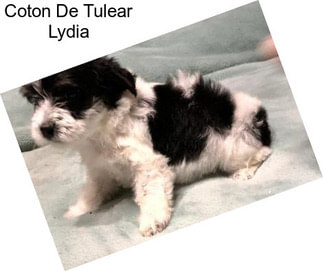 Coton De Tulear Lydia