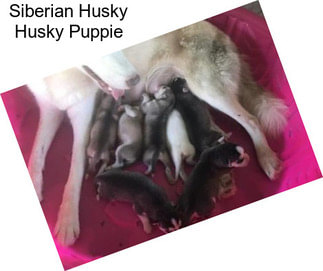 Siberian Husky Husky Puppie