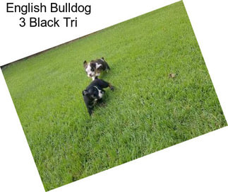 English Bulldog 3 Black Tri