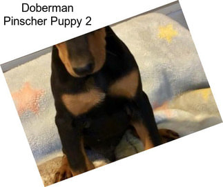 Doberman Pinscher Puppy 2