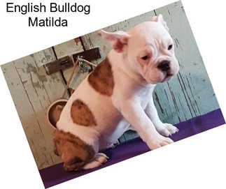 English Bulldog Matilda