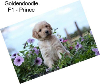 Goldendoodle F1 - Prince