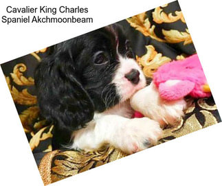 Cavalier King Charles Spaniel Akchmoonbeam