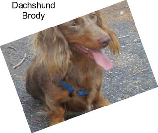 Dachshund Brody