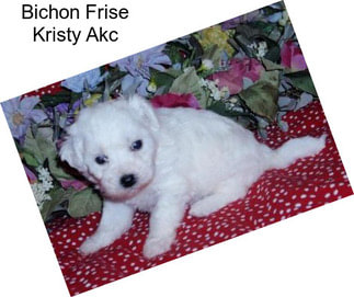 Bichon Frise Kristy Akc