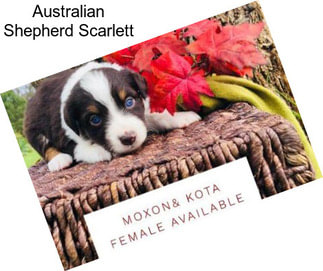 Australian Shepherd Scarlett