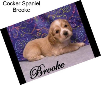 Cocker Spaniel Brooke
