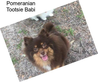 Pomeranian Tootsie Babi