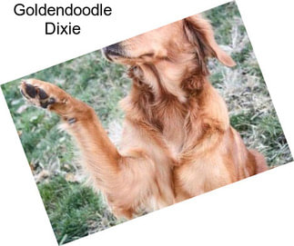 Goldendoodle Dixie