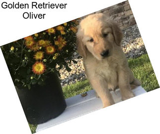 Golden Retriever Oliver