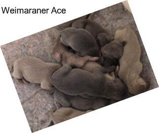 Weimaraner Ace