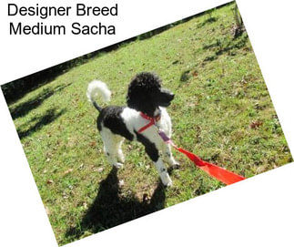 Designer Breed Medium Sacha