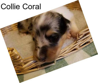 Collie Coral