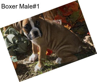 Boxer Male#1