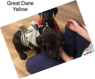 Great Dane Yellow