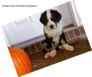 Greater Swiss Mountain Dog Athena