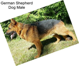 German Shepherd Dog Male