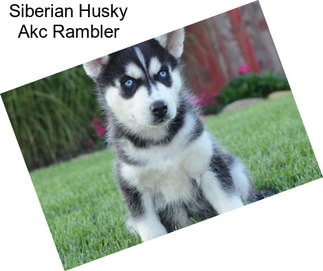 Siberian Husky Akc Rambler