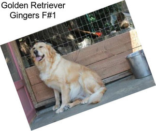 Golden Retriever Gingers F#1