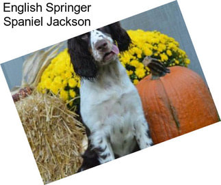 English Springer Spaniel Jackson