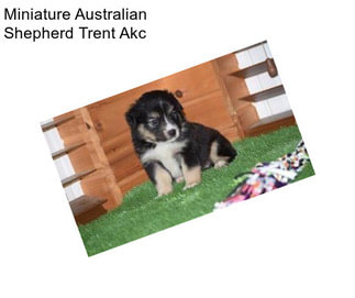 Miniature Australian Shepherd Trent Akc