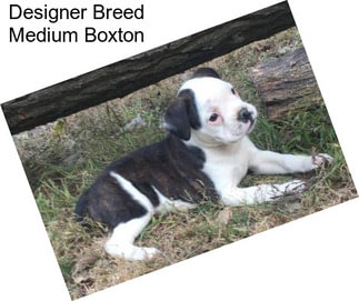 Designer Breed Medium Boxton