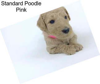 Standard Poodle Pink