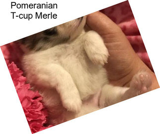 Pomeranian T-cup Merle