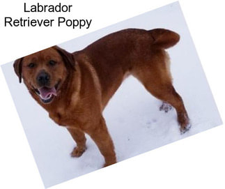 Labrador Retriever Poppy