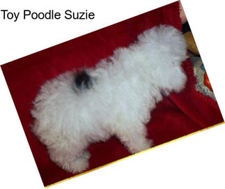 Toy Poodle Suzie