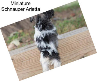 Miniature Schnauzer Arietta