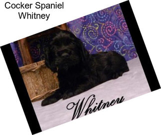 Cocker Spaniel Whitney